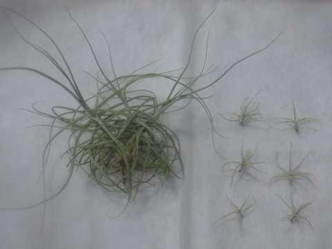 Tillandsia schiedeana