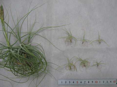 Tillandsia schiedeana