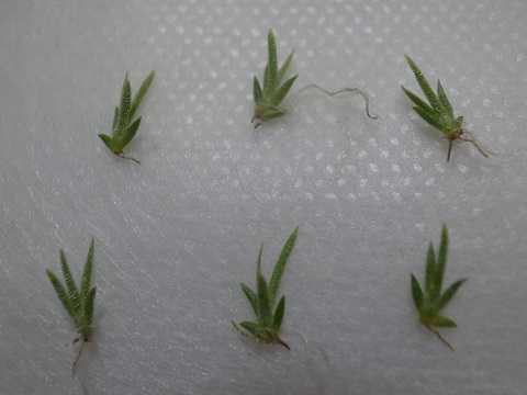 Tillandsia schiedeana