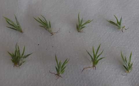 Tillandsia schiedeana
