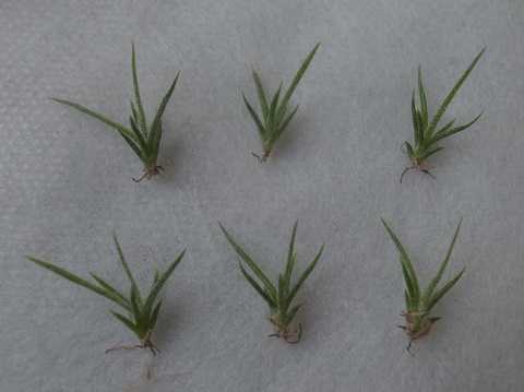 Tillandsia schiedeana