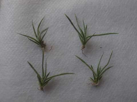 Tillandsia schiedeana
