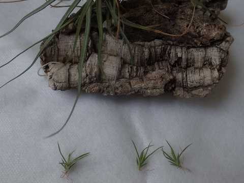 Tillandsia schiedeana
