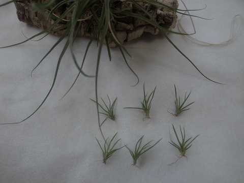 Tillandsia schiedeana