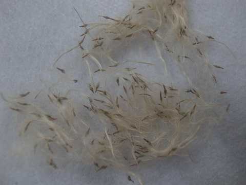 Tillandsia schiedeana