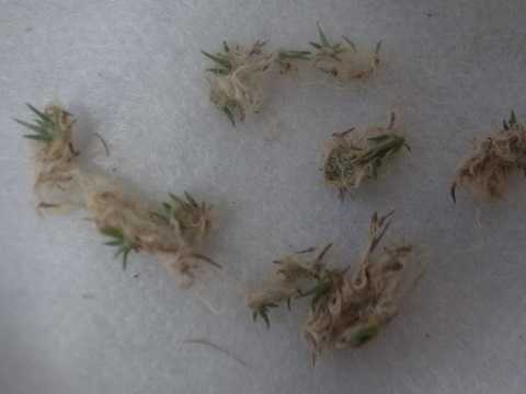 Tillandsia schiedeana
