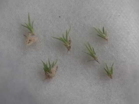 Tillandsia schiedeana