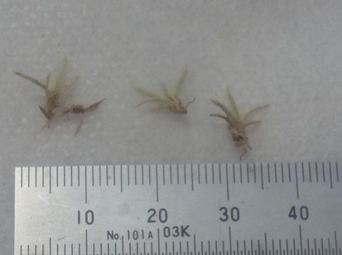 Tillandsia schiedeana