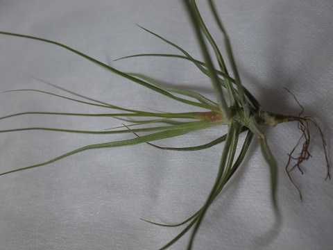 Tillandsia schiedeana