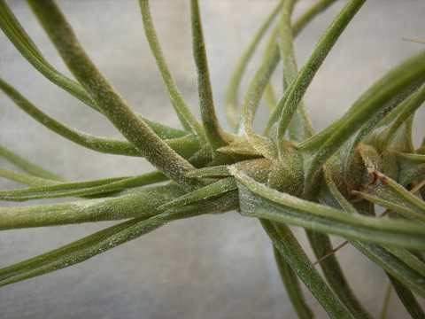 Tillandsia schiedeana