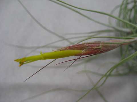 Tillandsia schiedeana
