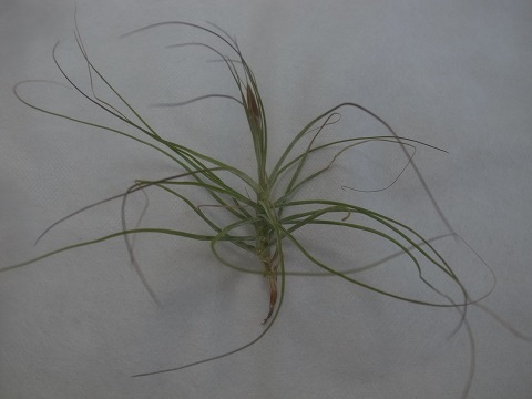 Tillandsia schiedeana 'Minor'