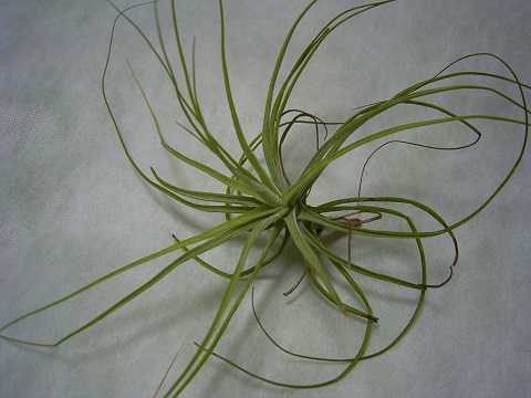 Tillandsia schiedeana 'Minor'