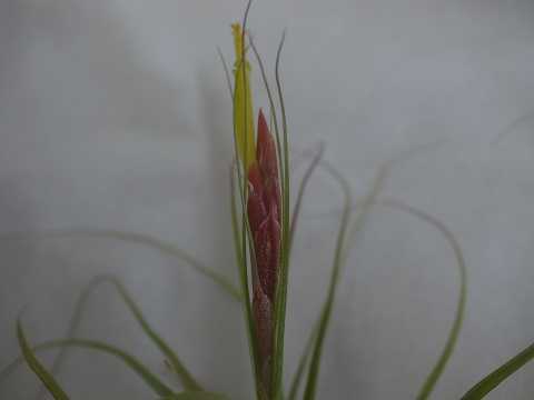 Tillandsia schiedeana 'Minor'
