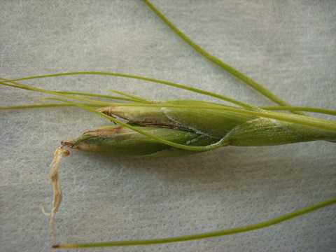 Tillandsia schiedeana 'Minor'