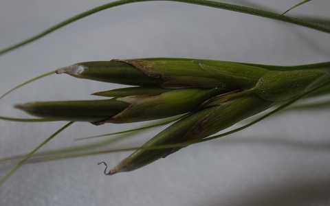Tillandsia schiedeana