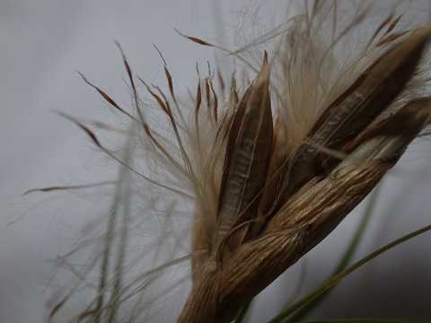 Tillandsia schiedeana