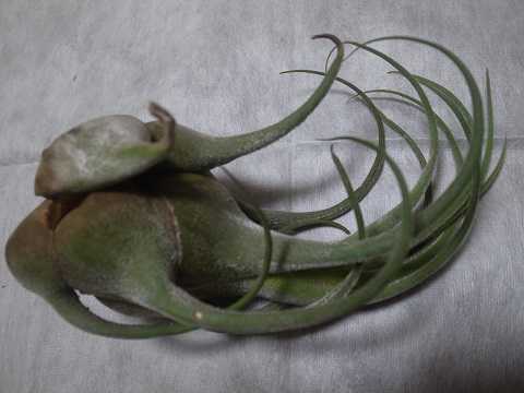 eBWA ZAi