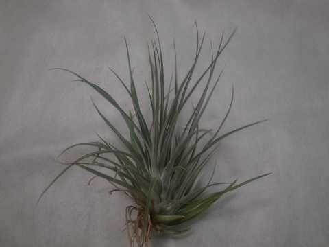 Tillandsia socialis