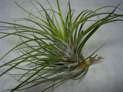 Tillandsia socialis