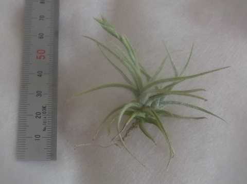 Tillandsia spiralipetala