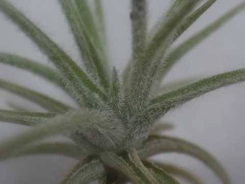 Tillandsia spiralipetala