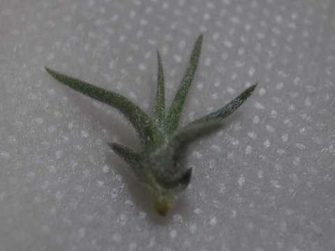 Tillandsia spiralipetala