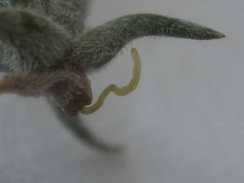 Tillandsia spiralipetala