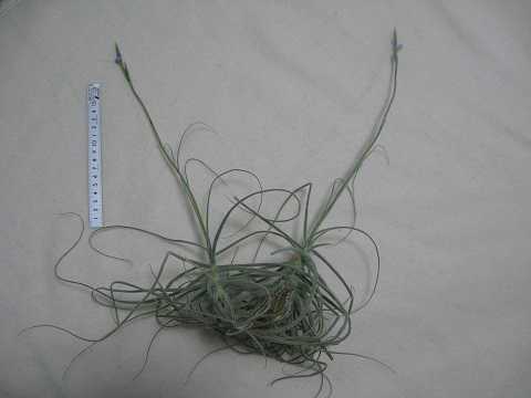 Tillandsia streptocarpa