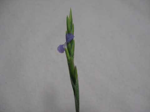 Tillandsia streptocarpa