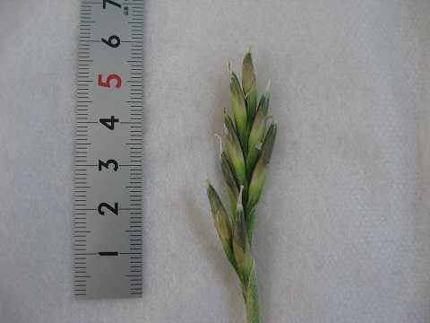 Tillandsia streptocarpa