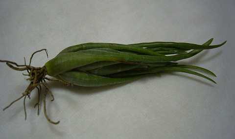 eBWA TutF