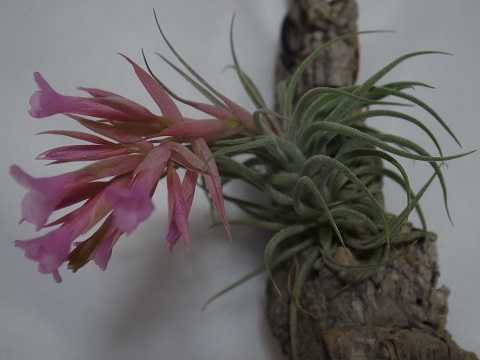 Tillandsia sucrei