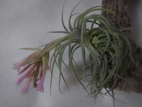 Tillandsia sucrei