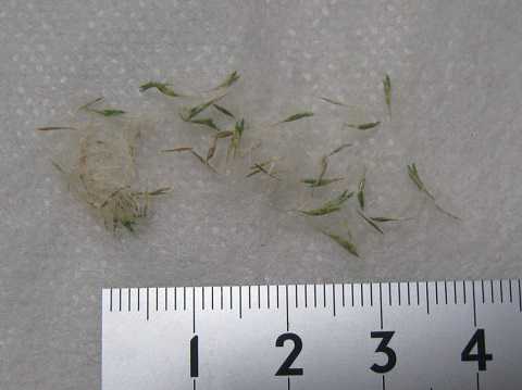 Tillandsia tricholepis Closed form