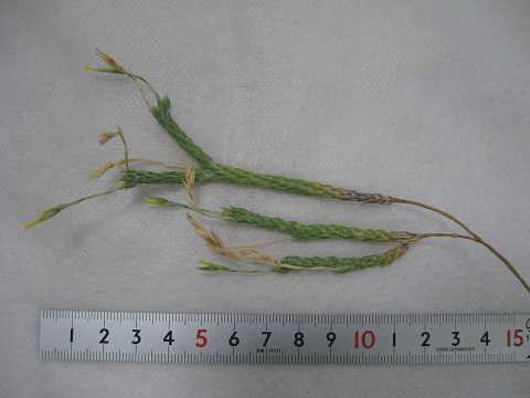 Tillandsia tricholepis Closed form