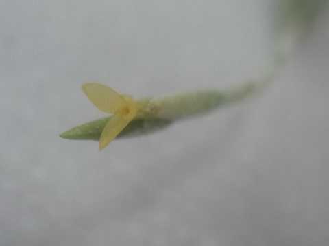 Tillandsia tricholepis 'Closed form'