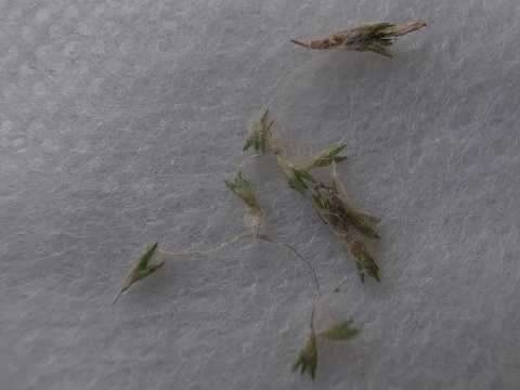 Tillandsia tricholepis 'Short form'