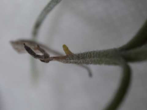 Tillandsia usneoides