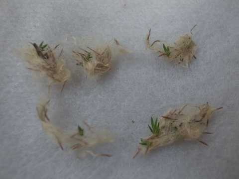 ティランジア バリアビリス 栽培品種 カルタゴ