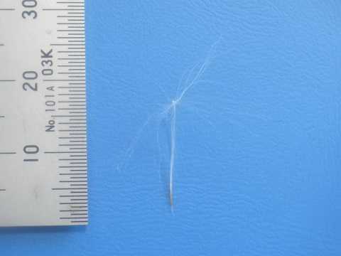 ティランジア バリアビリス 栽培品種 カルタゴ