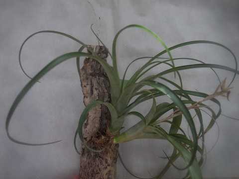 ティランジア バリアビリス 栽培品種 カルタゴ