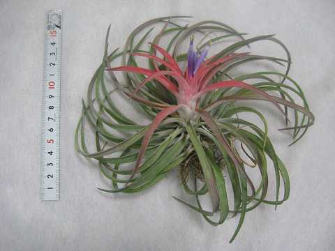 Tillandsia velutina