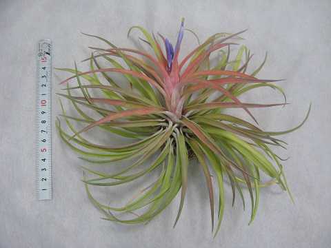 Tillandsia velutina