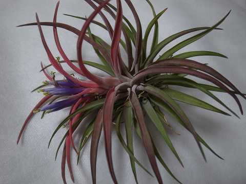 Tillandsia velutina
