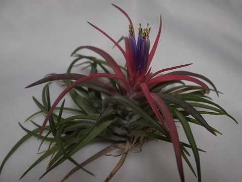 Tillandsia velutina