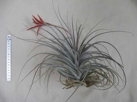 Tillandsia vernicosa