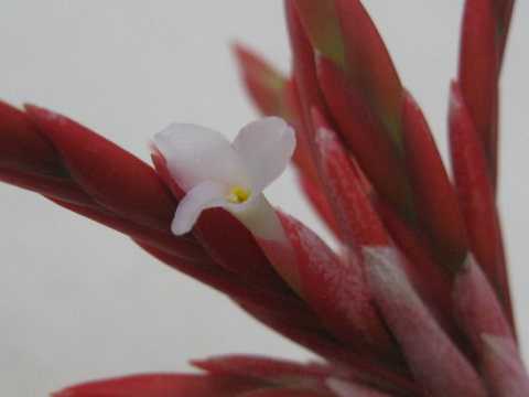 Tillandsia vernicosa