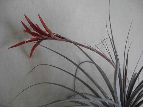 Tillandsia vernicosa