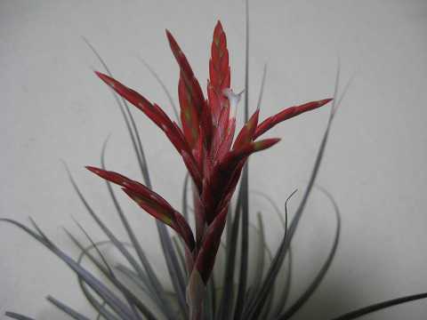 Tillandsia vernicosa